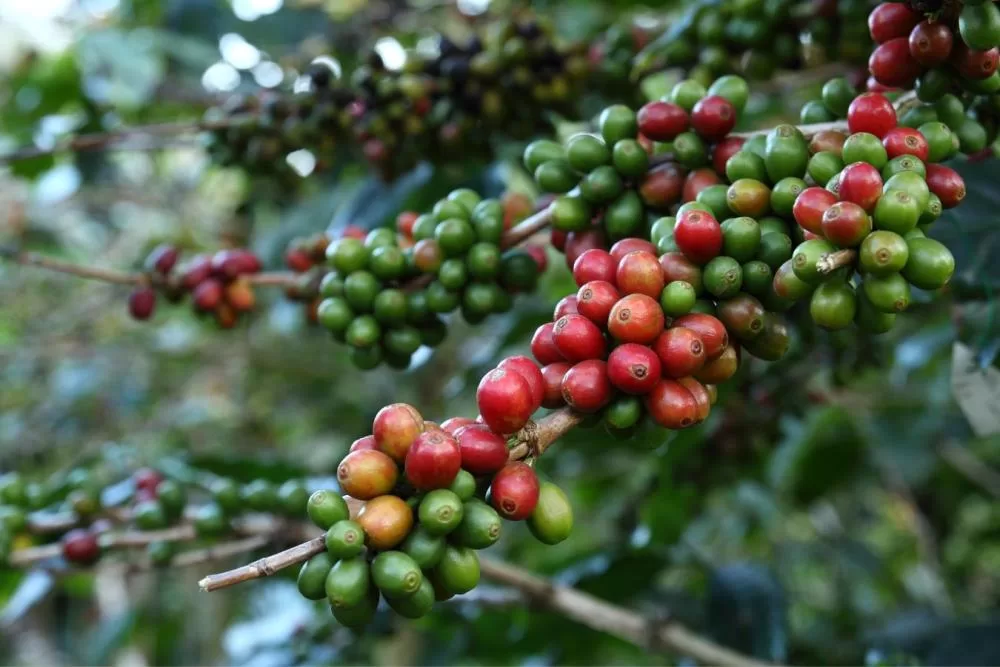 Đồi cà phê Arabica miền cao trong ánh bình minh