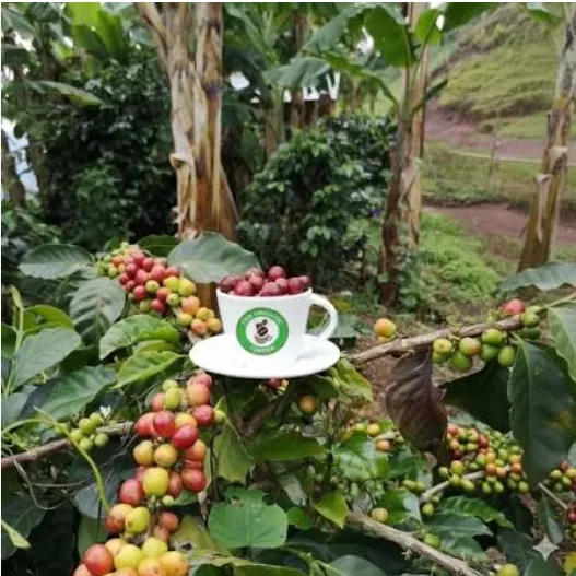 Ảnh sự kiện Cuộc thi Arabica Sơn La Master Cup